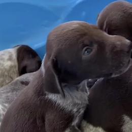 German Shorthaired Pointers from Fishing Creek GSP