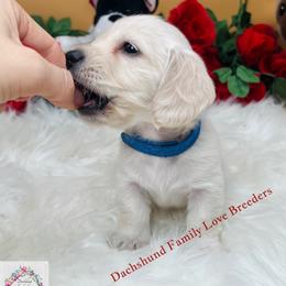 Dachshund Puppies from Dachshund Family Love Breeders