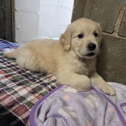 Jolene - Golden female Golden Retriever puppy in Milton, Florida from Katherine's Golden Retrievers and Gordon Setters.