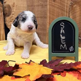 Salem - Blue merle female Aussiedoodle puppy in Lavonia, Georgia from H & A Kennels