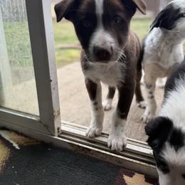 Clifford - White and red male Border Collie puppy in Centerville, Washington from Turnin Heads