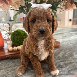 Ariel - Red  female Goldendoodle puppy in Idabel, Oklahoma from Kay Kay’s Poodles & Doodles