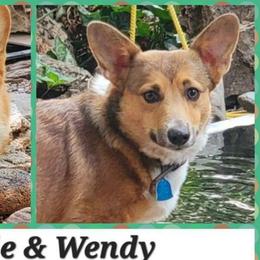 Wendy - Pembroke Welsh Corgi