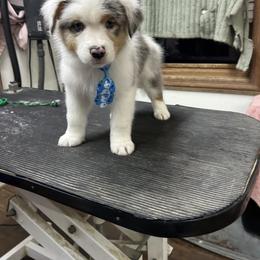 Daniel - Blue merle male Australian Shepherd puppy in Arcanum, Ohio from Krafthaus Rottweilers & Australian Shepherds