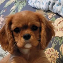 Conner - Ruby male Cavalier King Charles Spaniel puppy in Hayes, Virginia from Lynsfaire Cavaliers