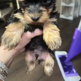 Chihuahua, Morkie, and Yorkshire Terrier Puppies from Patty’s Paws