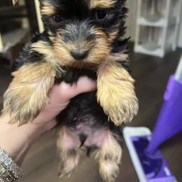 Chihuahua, Morkie, and Yorkshire Terrier Puppies from Patty’s Paws