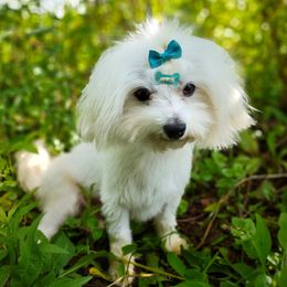 Maltese puppies from Seeking Shalom Acres Maltese, Maltipoos & Havamalts