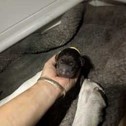 Labrador Retriever Puppies from Aloha Lab Pups of SW Colorado