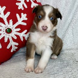 Penelope - Red tri-color female Australian Shepherd puppy in Blomkest, Minnesota from Meljestic Farms