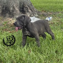 Dark blue - Gray brindle male Cane Corso puppy in Laplace, Louisiana from Tou Tru kennel