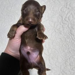 Twix- CKC - Chocolate and tan male Dachshund puppy in Loganville, Georgia from Royal Dackel Haus