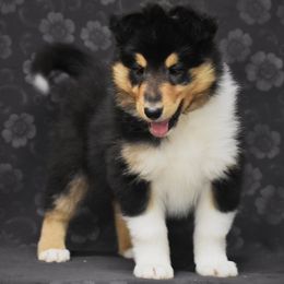 Cupid - Black white and tan male Collie puppy in Danville, Pennsylvania from Brookwood Collies, Smooth & Rough