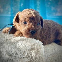 Shishito - Red  male Poodle puppy in Palm Beach County, Florida from Benji’s Cockapoos