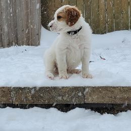 Howler - Lemon belton male English Setter puppy in Tiskilwa, Illinois from First Harmony Farms
