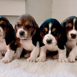 Basset Hounds from The Kennels at Tate Farm