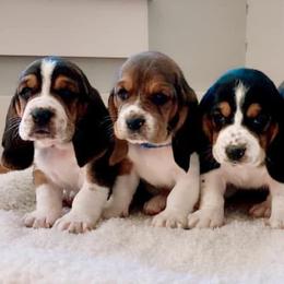 Basset Hounds from The Kennels at Tate Farm