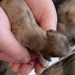Chocolate and Cream Dapple Male - Dapple male Dachshund puppy in Howell, Michigan from Em-Me's Royal 'n Loyal Dachshunds
