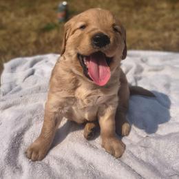 Buzz - Green collar (2nd pick male) - Light golden male Golden Retriever puppy in Tenino, Washington from Oak River Goldens'