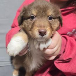 Mint collar girl - Red tri-color female Australian Shepherd puppy in Rainsville, Alabama from Chaparro Farm