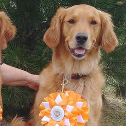 Golden Retrievers from Topmast Goldens