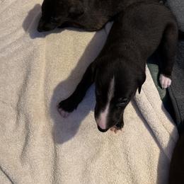 Girl 2 - Black female Greyhound puppy in Mesa, Arizona from ARK Kennels