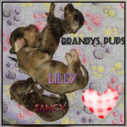 Dachshund Puppies from Brandys Pups