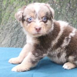 Pimento - Red merle female Australian Shepherd puppy in Macon, Georgia from Shaina’s Shepherds