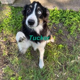 Australian Shepherd All Grown Up from LL Farm Australian Shepherds