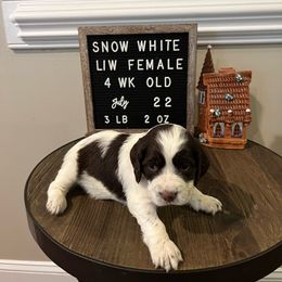 Snow White - Liver and white English Springer Spaniel puppy in North Carolina from Frosty Springers LLC