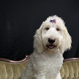 Double Doodles, Goldendoodles, Labradoodles, Poodles, and Yorkshire Terriers from Cotton Rack Farms