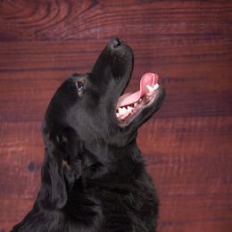 Blitzie - Labrador Retriever