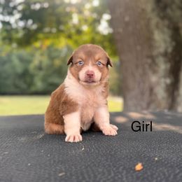 Girl 2 - Red tri-color female Australian Shepherd puppy in Big Sandy, Texas from Rocking S Ranch
