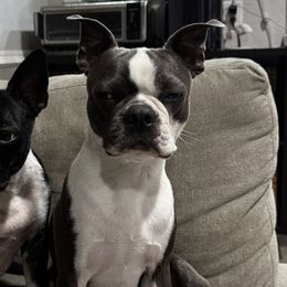Boston Terriers from Hammacks