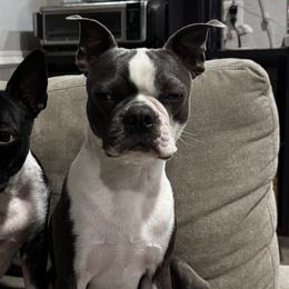 Boston Terriers from Hammacks