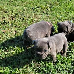 French Bulldogs from C&N Frenchies