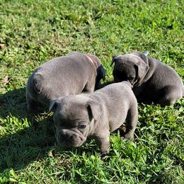 French Bulldogs from C&N Frenchies