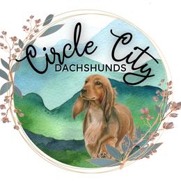 Dachshunds from Circle City Dachshunds