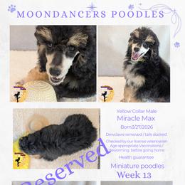 Yellow Collar Male Miniature Poodle Vizzini - Phantom male Poodle puppy in Lillian, Alabama from Moondancers Poodles