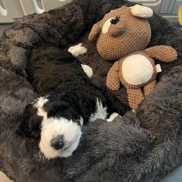 Bernedoodle Puppies from Lovey Dovey Bernedoodles