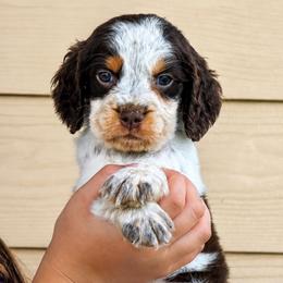 Jaq - Tri-Roan male English Springer Spaniel puppy in Fort White, Florida from Thunderbird Springers