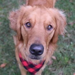 Golden Retriever Puppies from TC's Golden Ranch