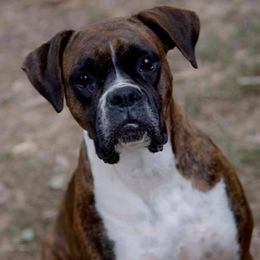 Boxers from Vom Waterfalls