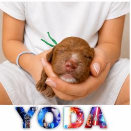 YODA - Red  male Goldendoodle puppy in Minneapolis, Minnesota from The Golden Roo