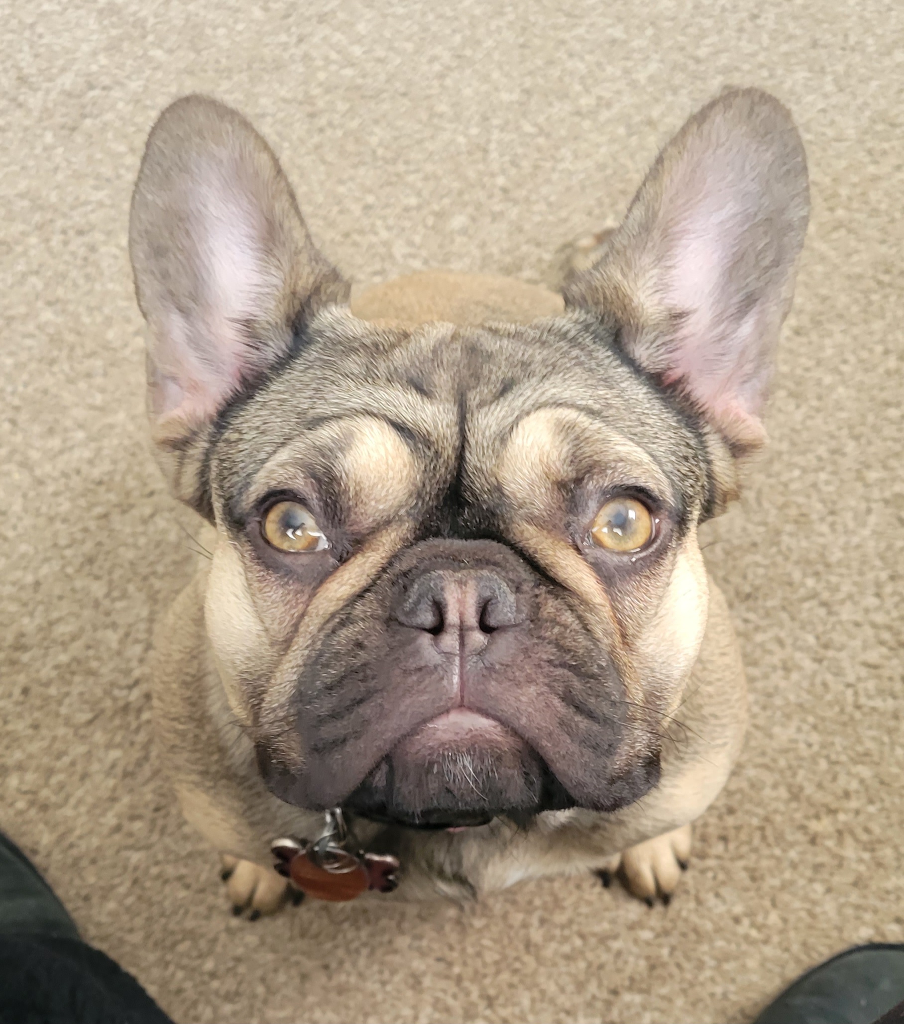 Penelope - French Bulldog