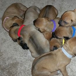 Rhodesian Ridgeback Puppies from Lower Ridge Farm