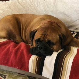 Bullmastiffs from Fortress Bullmastiffs