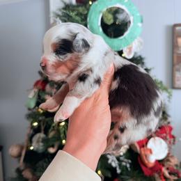 Fancy - Blue merle female Toy Australian Shepherd puppy in Greensboro, North Carolina from Rambling L Toy& Mini Aussies