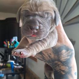 Startled - Fawn male Great Dane puppy in Norwalk, Ohio from Swanger Danes