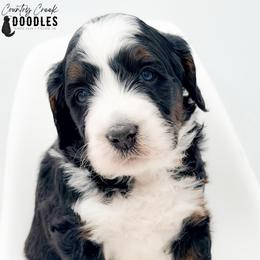 Mario - Tri-color male Bernedoodle puppy in Tipton, Indiana from Country Creek Doodles